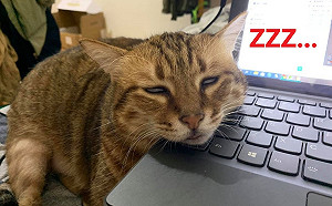 就4要等！癡心貓饋筆電翻白眼枯等阿爸睡覺　網笑：沒電啦！