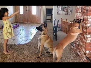 (影)狗狗陪小主人玩躲貓貓　乖乖低頭默數卻偷看：躲好惹嗎？