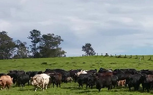 喊查疫情遭報復？中國禁止4家澳洲牛肉商進口