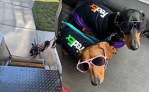 (影)安親班停課沒處去！兩臘腸犬陪把拔上班  擔任最萌小快遞