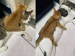 (影)認識2天小橘喵對貓哥「壁虎抱」 牠放棄掙扎眼神透露一切