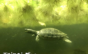 西瓜會游泳？北市動物園西瓜龜移師戶外泡水消暑