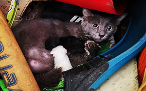 母貓將倉庫當「麗嬰房」 女子驚：有這樣強迫收編的嗎？