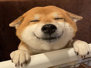 (影)柴柴看到爸秒開「飛機耳」 瞇眼憨笑：把拔你回來惹！