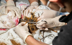 毛茸茸生物擠成一團專家急救援　這竟是人類惹的禍！