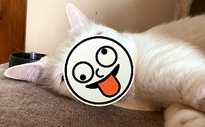 (影)白貓都網美？日本貓主子睡到「一塌糊塗」霸氣外露！