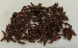 3天抓200隻隱翅蟲求助韓國瑜救救市民！高市府竟回「無藥可噴」