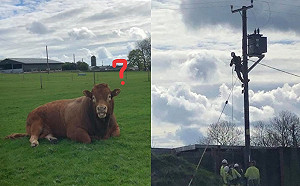 800住戶斷電  兇手竟是呆牛將電線桿當「不求人」抓屁屁！