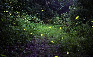 大批螢火蟲出沒！苗栗卓蘭發電廠成賞螢新秘境