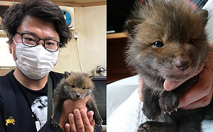 (影)男子撿到幼犬急尋主　網一看驚：這隻不是狗唷！