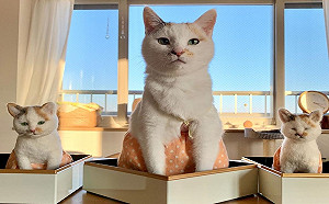 日本三花貓穿裙子超可愛　萌照背後竟有滿滿洋蔥！