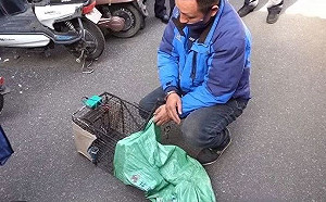 就愛吃野味！ 江蘇男子日抓10隻野貓  佯稱「兔肉」賣餐廳