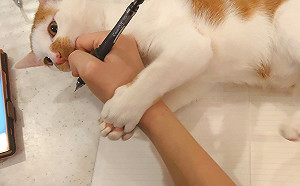 在家上班好艱難？橘白貓：讓本喵助你一臂之力！