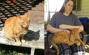 鄰家橘貓經常造訪女子家　某天發現喵受傷竟演變意外發展