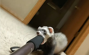 (影)想賣房？調皮雪貂咚咚咚偷咬自拍棒帶導覽　一旁貓咪全看傻