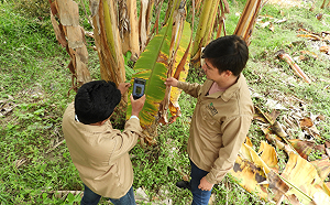 香蕉壞了怎知道？專家研發AI軟體幫蕉農判斷