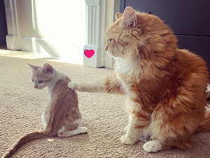 (影)媽媽領養新小貓太害羞　大橘貓努力破冰：跟我玩嘛！