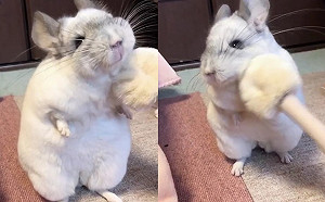 (影)軟Q龍貓按摩「鬆一下」　蘇胡到不行表情超銷魂！