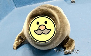 (影)新生小海豹竟長得像超老成「阿伯」？一看父母照網笑：果然親生的！