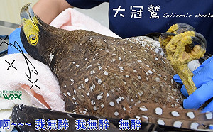 大冠鷲誤食毒松鼠路倒　竟「渾身酒氣」被押送急救？！