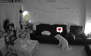 (影)家裡沒人！外人開窗闖入  黃金獵犬竟咬拖鞋熱情搖尾迎接