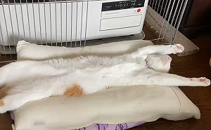 橘白貓暖爐前翻肚睡爽爽　粉絲暴動：好想狂吸肚子！