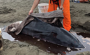 桃園觀音驚見小抹香鯨擱淺！海巡人員緊急搶救