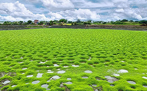 舊魚塭變身新景點！嘉義太保抹茶色「波波洞草原」好療癒