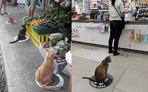 浪貓也懂保持「社交安全」　一喵一格距離剛剛好！