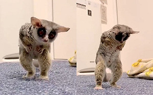 (影)大眼嬰猴縮手手伸脖子直探頭　網震驚：要進化成人惹嗎？