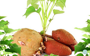 為何馬鈴薯發芽不能吃  地瓜發芽卻可以？