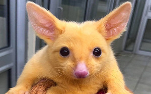 澳洲出現稀有黃金負鼠　網嗨翻：皮卡丘4你？