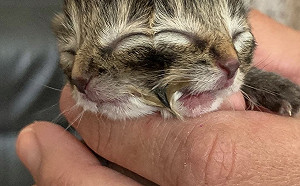 美國農場誕生「雙面貓」 引發網民熱議