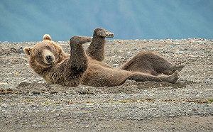 另類攝影獎逗趣瞬間大公開　動物界的諧星全在這啦！