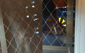 睡覺聞怪聲嚇醒！住15樓以為鴿子來亂  竟見白鼻心來打招呼