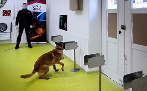 準確度95%！法國警犬嗅得出武肺病毒 英美跟進研究