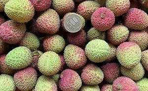 首班水果包艙貨機今日啟航！玉荷包、愛文芒果30公噸直飛日本