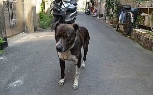 檢調專案偵辦侵佔毛小孩飼料案  嘉市兩公務員遭聲押