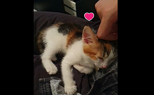 (影)不愛貓男子被小貓當床 倒頭瞬間他瓦解「每天都來串門子」