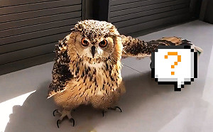 (影)跨界友情！貓頭鷹搭肩介紹新同伴　萌視：還不過來招待