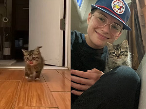 (影)大門沒關流浪小奶貓屁顛走進來　喵：偶要住這裡！