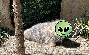 出現了！動物王國發現新物種　「毛茸茸海豹」瞬間成話題