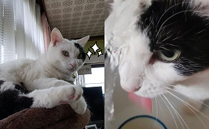 (影)又想洗頭又想喝水怎麼辦？黑白貓找到完美辦法「一兼二顧」