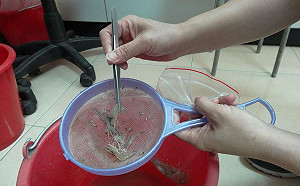 中國爆發新疫情「十足目虹彩病毒」  嘉縣採檢無感染