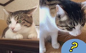 貓皇見奴才「滿腳亂毛」看不下去　同情出嘴示範：還要偶教