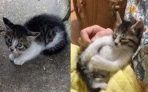 女子在排水溝發現奶貓氣噴噴　食物誘惑後：抱我才要睡！