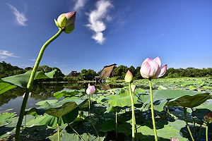 台中賞荷精選3路線！古厝、歐風校園和超大荷花池一次囊括