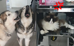 (影)雪橇犬聽見消防車幫「高歌宣傳」貓咪一臉無奈：吵夠沒！