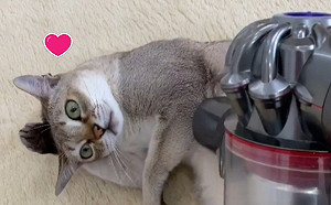 (影)貓咪迷戀吸塵器  竟會自動翻面要求吸毛！