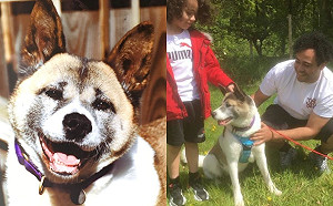 走失太久從希望到絕望！男子正想領養新狗　竟在尋覓過程找回愛犬